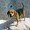 Thumbnail photo of Louie-He's got a sponsor! #3