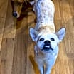 Thumbnail photo of Heiflee #3