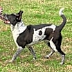Thumbnail photo of TILLIE #2