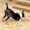 Thumbnail photo of TILLIE #4