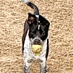 Thumbnail photo of TILLIE #3