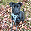 Thumbnail photo of Zeke #1