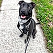 Thumbnail photo of Zeke #2