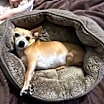 Thumbnail photo of Olivia #3
