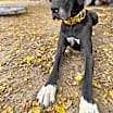 Thumbnail photo of Cocoa #2