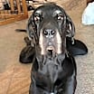 Thumbnail photo of Cocoa #3