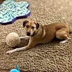 Thumbnail photo of Deacon #2
