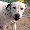 Thumbnail photo of Spots #1