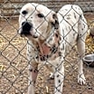 Thumbnail photo of Spots #2