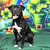 Thumbnail photo of Prince #2