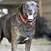 Thumbnail photo of Scout (Trinity) #1