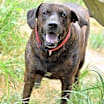 Thumbnail photo of Scout (Trinity) #2