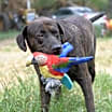 Thumbnail photo of Scout (Trinity) #3