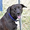 Thumbnail photo of Alfie (Trinity) #3