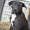 Thumbnail photo of Alfie (Trinity) #4