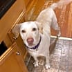 Thumbnail photo of Lucky 1 aka “Lucky Duck” #2