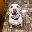 Thumbnail photo of Lucky 1 aka “Lucky Duck” #4