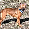 Thumbnail photo of Cora #1