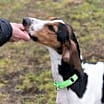 Thumbnail photo of Jasper #2