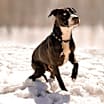 Thumbnail photo of Rambo #4