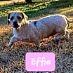 Thumbnail photo of Effie #1