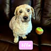 Thumbnail photo of Effie #3