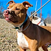 Thumbnail photo of REBEL #1