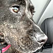 Thumbnail photo of MAYA #1