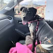 Thumbnail photo of MAYA #2