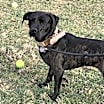 Thumbnail photo of MAYA #3