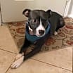 Thumbnail photo of Buddy C #1