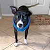 Thumbnail photo of Buddy C #2