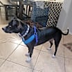 Thumbnail photo of Buddy C #3