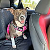 Thumbnail photo of Reina #2