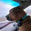 Thumbnail photo of Barley - RICHMOND, IN #4