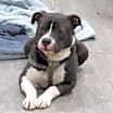 Thumbnail photo of Duke #1