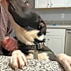 Thumbnail photo of Duke #2