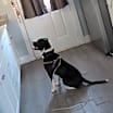 Thumbnail photo of Duke #4