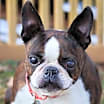 Thumbnail photo of Princess Shedevil #1