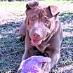 Thumbnail photo of Archie #2