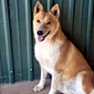 Thumbnail photo of Archie #1
