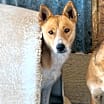 Thumbnail photo of Archie #2