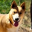 Thumbnail photo of Archie #3