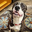 Thumbnail photo of TEETER #1