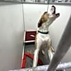 Thumbnail photo of Buddy #4