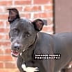 Thumbnail photo of Rocky aka Ace #1