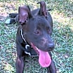 Thumbnail photo of Rocky aka Ace #4