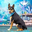 Thumbnail photo of Kurama #1