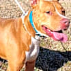 Thumbnail photo of REBEL #2