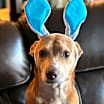 Thumbnail photo of Bubs #3